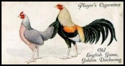 31PP 18 Old English Game, Golden Duckwing.jpg